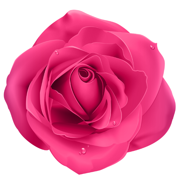 Rose (4)